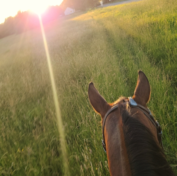 Meet your Posher, Elizabeth - Picture 1 of 1